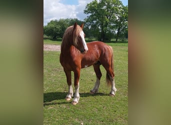Welsh-D, Hengst, 3 Jaar, 148 cm, Donkere-vos