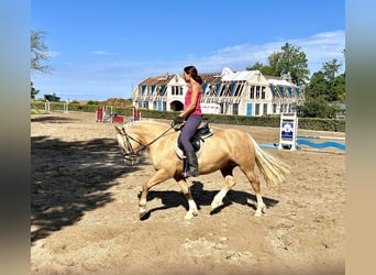 Welsh-D, Hengst, 6 Jahre, 142 cm, Palomino