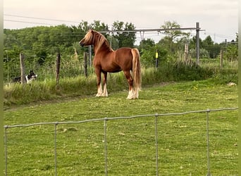 Welsh-D, Hengst, 7 Jaar, 152 cm, Vos
