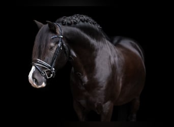 Welsh-D, Hengst, 9 Jaar, 144 cm, Zwart