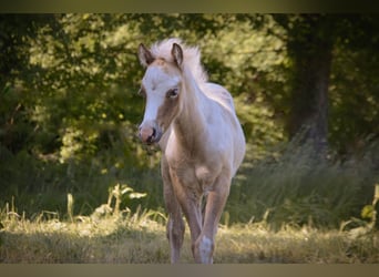 Welsh-D, Hengst, Fohlen (04/2026), 138 cm, Palomino