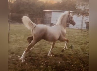 Welsh-D, Hengst, Fohlen (06/2023), 153 cm, Palomino