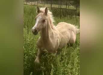 Welsh-D, Hengst, Fohlen (06/2023), 153 cm, Palomino
