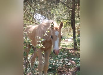 Welsh-D Mix, Hengst, Fohlen (05/2025), 155 cm, Palomino