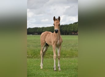 Welsh-D, Hengst, Fohlen (05/2026), Buckskin