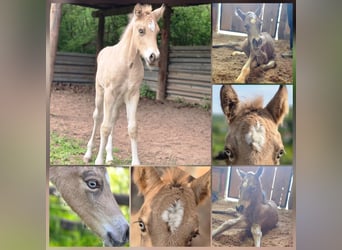 Welsh-D, Hengst, Fohlen (04/2026), Buckskin