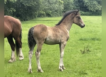 Welsh-D, Hengst, Fohlen (04/2024), Schwarzbrauner