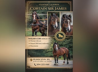 Welsh-D, Hengst, 4 Jaar, 145 cm, Roodbruin