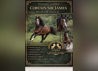 Welsh-D, Hengst, 4 Jaar, 145 cm, Roodbruin