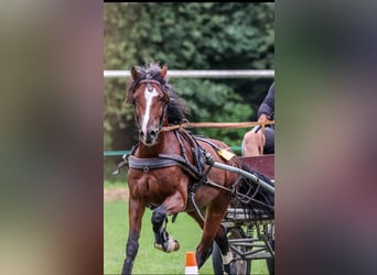 Welsh-D, Hengst, 4 Jahre, 145 cm, Rotbrauner