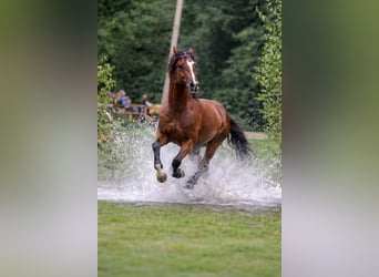 Welsh-D, Hengst, 4 Jahre, 145 cm, Rotbrauner