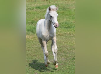 Welsh-D, Hengst, Veulen (04/2026), 138 cm, Palomino