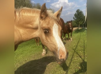 Welsh-D, Hengst, veulen (06/2023), 153 cm, Palomino
