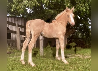 Welsh-D, Hengst, veulen (06/2023), 153 cm, Palomino