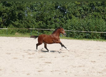 Welsh-D, Hengst, veulen (05/2024), Bruin