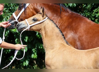 Welsh-D, Hengst, Veulen (05/2026), Buckskin