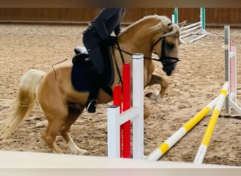 Welsh-D, Hongre, 10 Ans, 150 cm, Palomino
