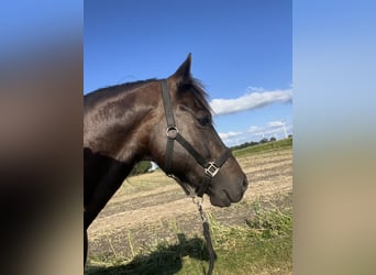 Welsh-D, Hongre, 10 Ans, 152 cm, Bai brun