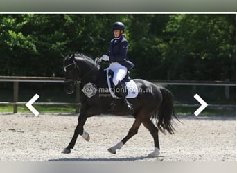 Welsh-D, Hongre, 12 Ans, 153 cm, Noir