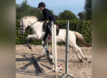 Welsh-D, Hongre, 15 Ans, 144 cm, Blanc