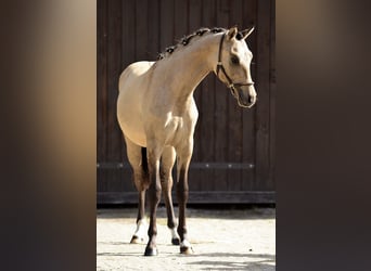 Welsh-D, Hongre, 1 Année, 139 cm, Buckskin