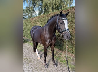 Welsh-D, Hongre, 3 Ans, 141 cm, Bai brun foncé