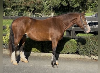 Welsh-D, Hongre, 3 Ans, 148 cm, Bai cerise