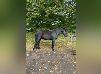 Welsh-D, Hongre, 4 Ans, 145 cm, Noir