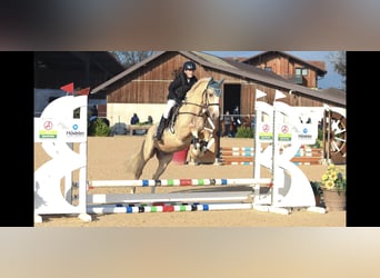 Welsh-D, Hongre, 4 Ans, 148 cm, Palomino