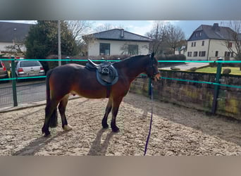 Welsh-D, Hongre, 5 Ans, 145 cm, Bai brun foncé