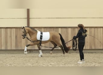 Welsh-D, Hongre, 5 Ans, 145 cm, Buckskin