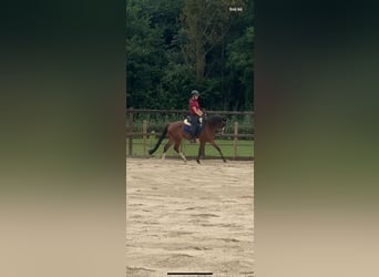 Welsh-D, Hongre, 5 Ans, 152 cm, Bai