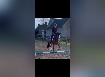 Welsh-D, Hongre, 5 Ans, 152 cm, Bai
