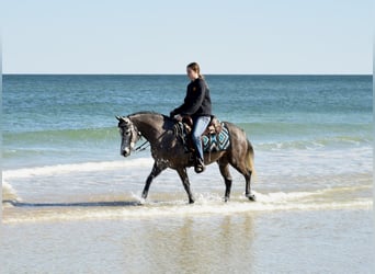 Welsh-D Croisé, Hongre, 6 Ans, 137 cm, Gris