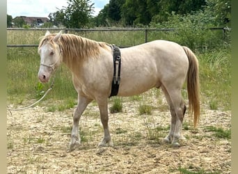 Welsh-D, Hongre, 6 Ans, 144 cm, Champagne