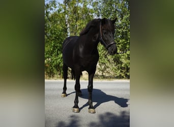 Welsh-D, Hongre, 6 Ans, 145 cm, Noir
