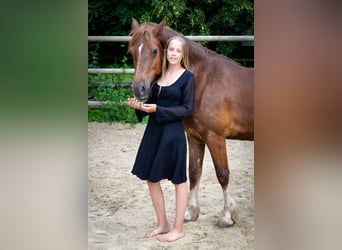 Welsh-D, Hongre, 6 Ans, 148 cm, Alezan