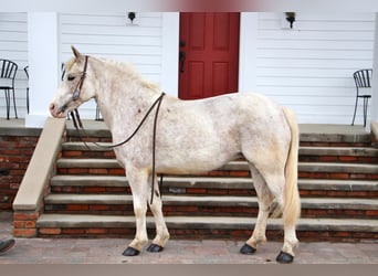 Welsh-D, Hongre, 7 Ans, 137 cm, Alezan cuivré
