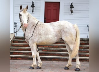 Welsh-D, Hongre, 7 Ans, 137 cm, Alezan cuivré