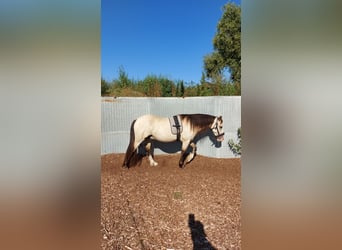 Welsh-D, Hongre, 7 Ans, 150 cm, Buckskin