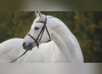 Welsh-D, Hongre, 7 Ans, 150 cm, Gris