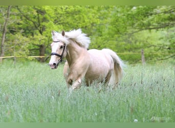 Welsh-D, Hongre, 7 Ans, 163 cm, Palomino