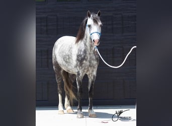 Welsh-D, Hongre, 8 Ans, 132 cm, Gris
