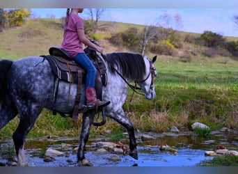 Welsh-D, Hongre, 8 Ans, 132 cm, Gris