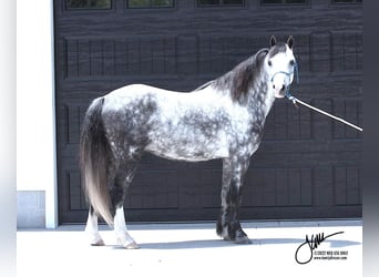 Welsh-D, Hongre, 8 Ans, 132 cm, Gris