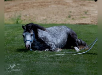Welsh-D, Hongre, 8 Ans, 132 cm, Gris