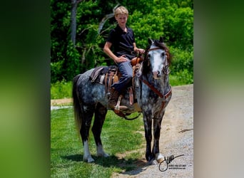 Welsh-D, Hongre, 8 Ans, 132 cm, Gris
