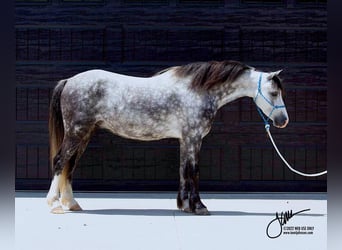 Welsh-D, Hongre, 8 Ans, 132 cm, Gris
