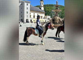 Welsh-D Croisé, Hongre, 8 Ans, 134 cm, Tobiano-toutes couleurs