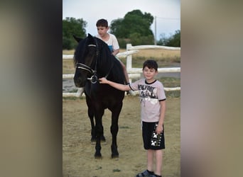 Welsh-D, Hongre, 8 Ans, 140 cm, Noir